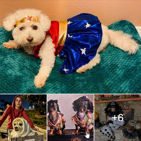 Anaheim Fall Festival pet costume contest - previous contestants